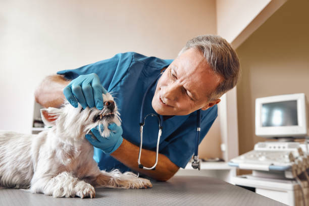 Best 24-Hour Emergency Dental Care in Springfield, SD